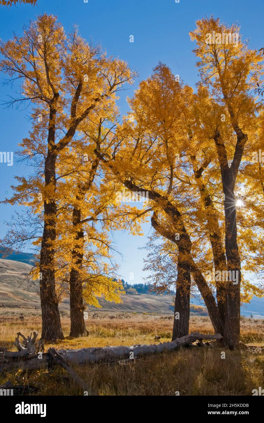 Backlit view of a cluster of cottonwood trees (Populus deltoides) with autumn foliage on the open range Stock Photo