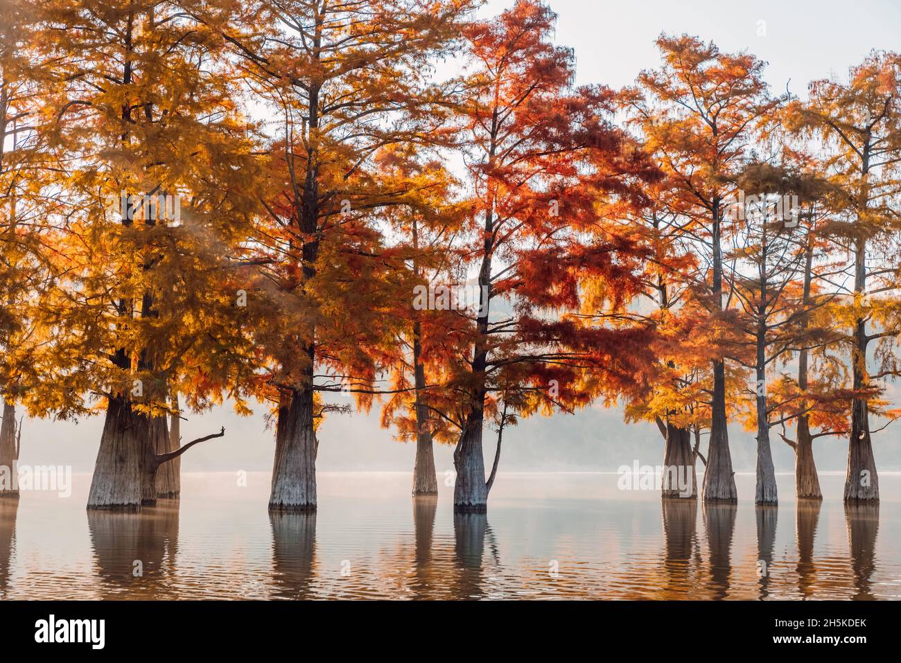 Taxodium with red needles. Autumnal swamp cypresses and lake with reflection. Stock Photo