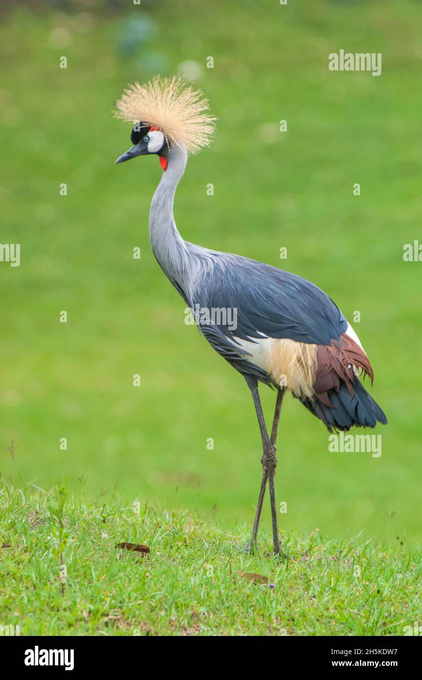 Portrait of a grey crowned crane (Balearica regulorum) standing on a grassy field; Rwanda, Africa Stock Photo