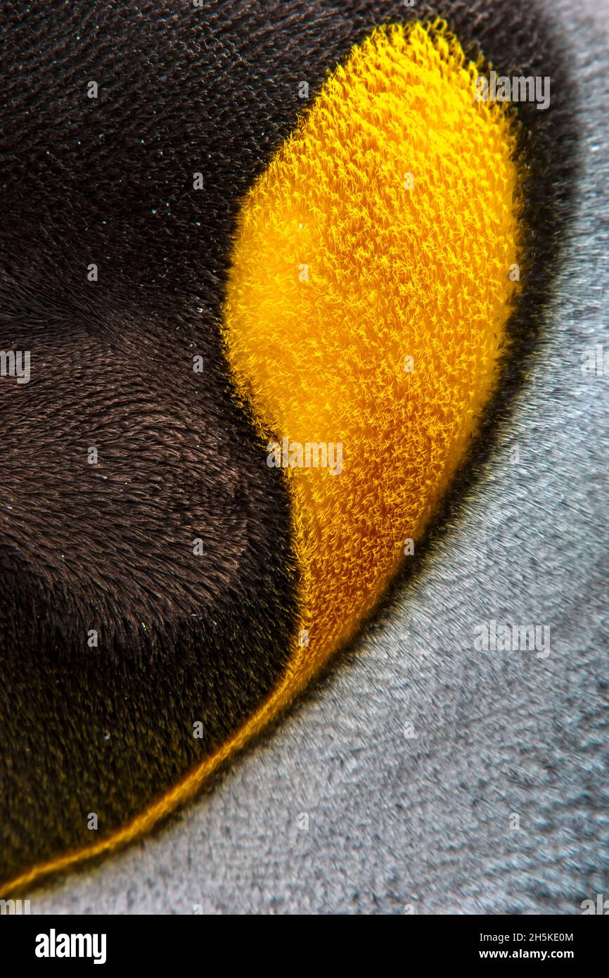 Extreme close-up of a king penguin (Aptenodytes patagonicus) feather pattern; South Georgia Island, Antarctica Stock Photo