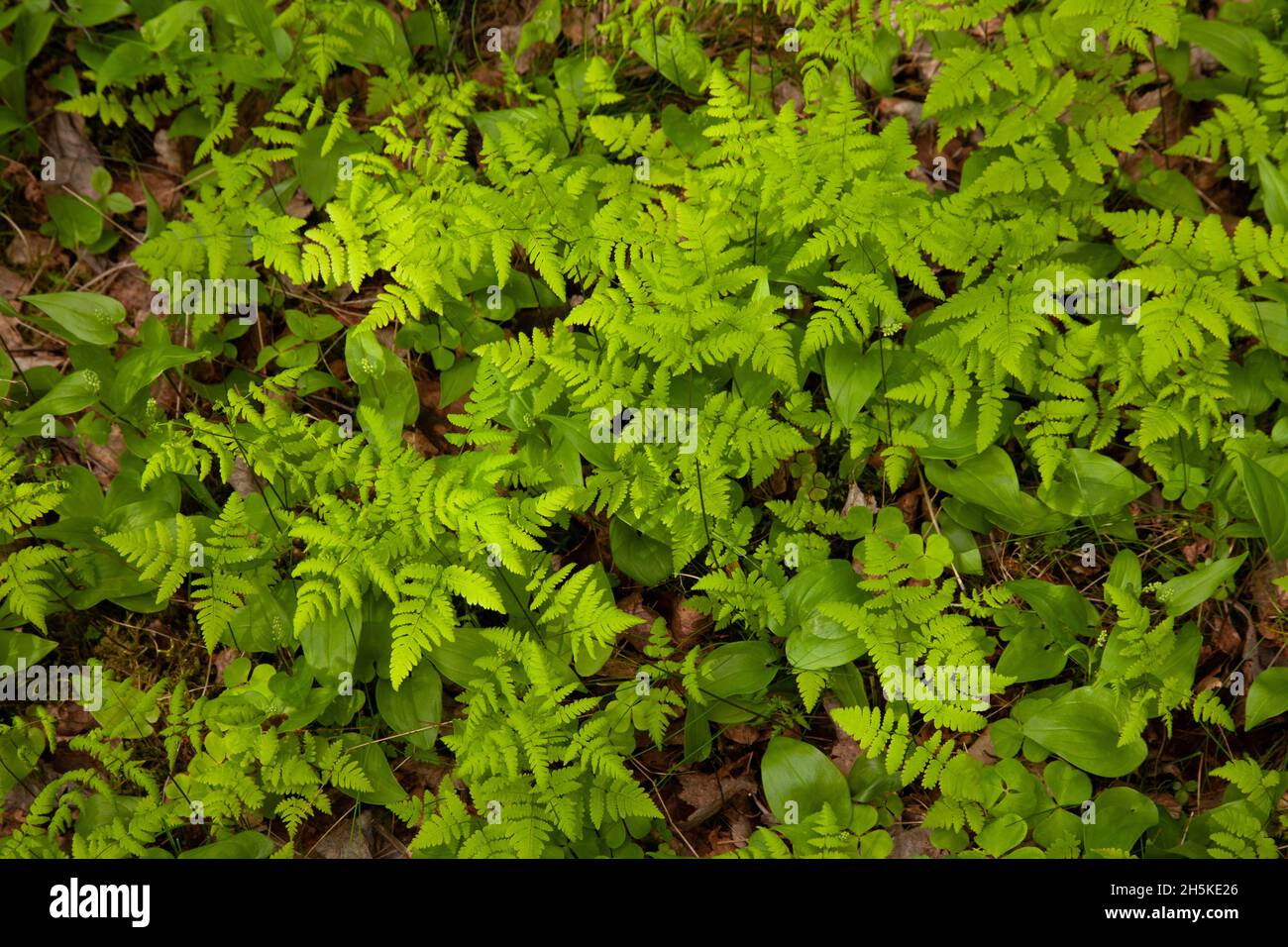 Fresh and green Western oakfern, Gymnocarpium dryopteris growing on a forest floor on a spring day in Estonia, Northern Europe. Stock Photo