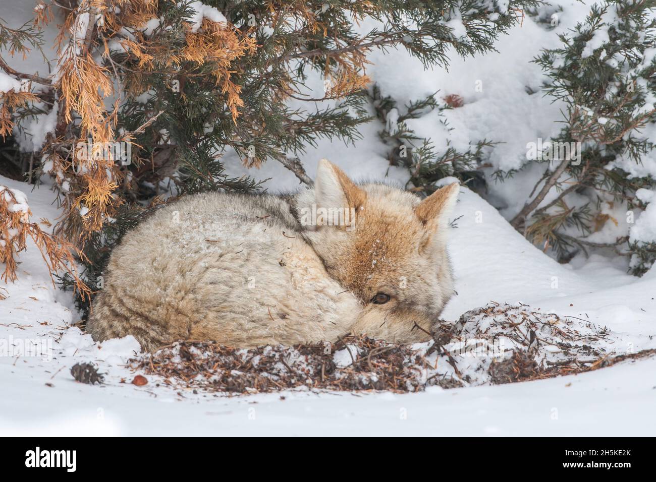 A sleepy coyote (Canis latrans) curled up in a ball under a tree in the snow, peeking at the camera Stock Photo