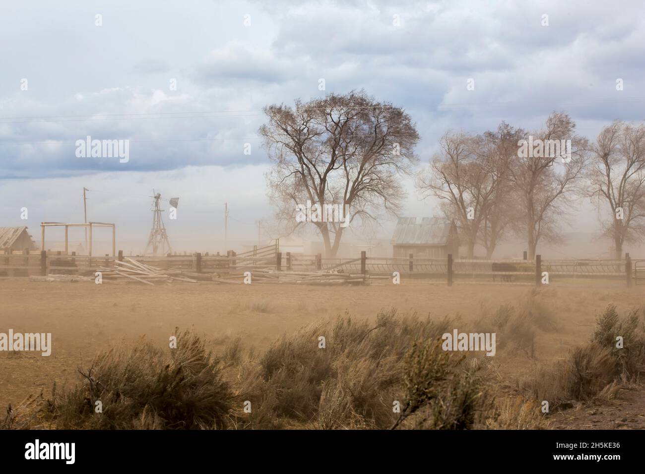 Dust storm on ranch with cottonwoods (Populus deltoides) along a wooden fence and in Harney County; Oregon, United States of America Stock Photo