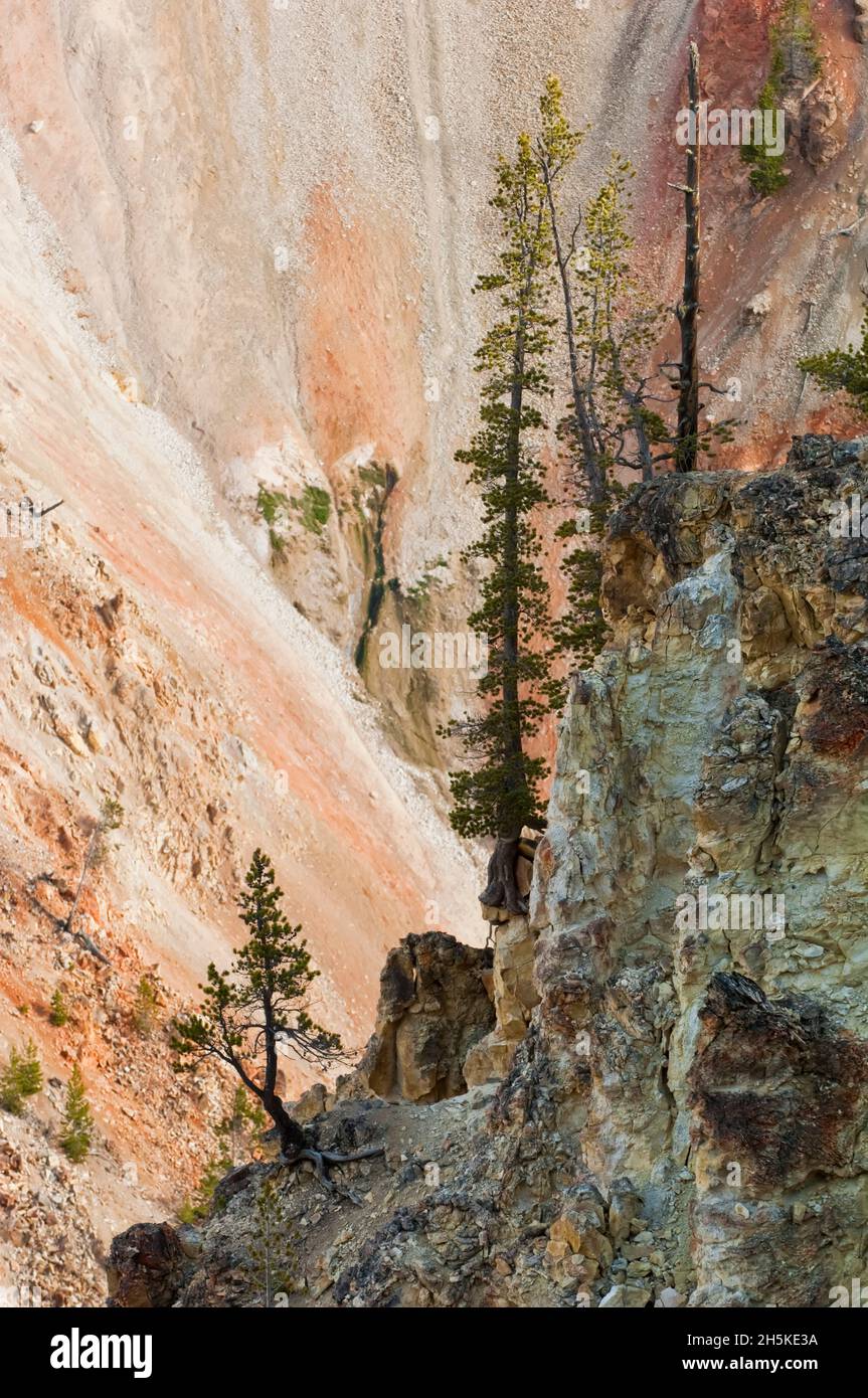 Lodgepole pines (Pinus contorta) and color change on the canyon cliffs in the Grand Canyon of the Yellowstone in Yellowstone National Park Stock Photo