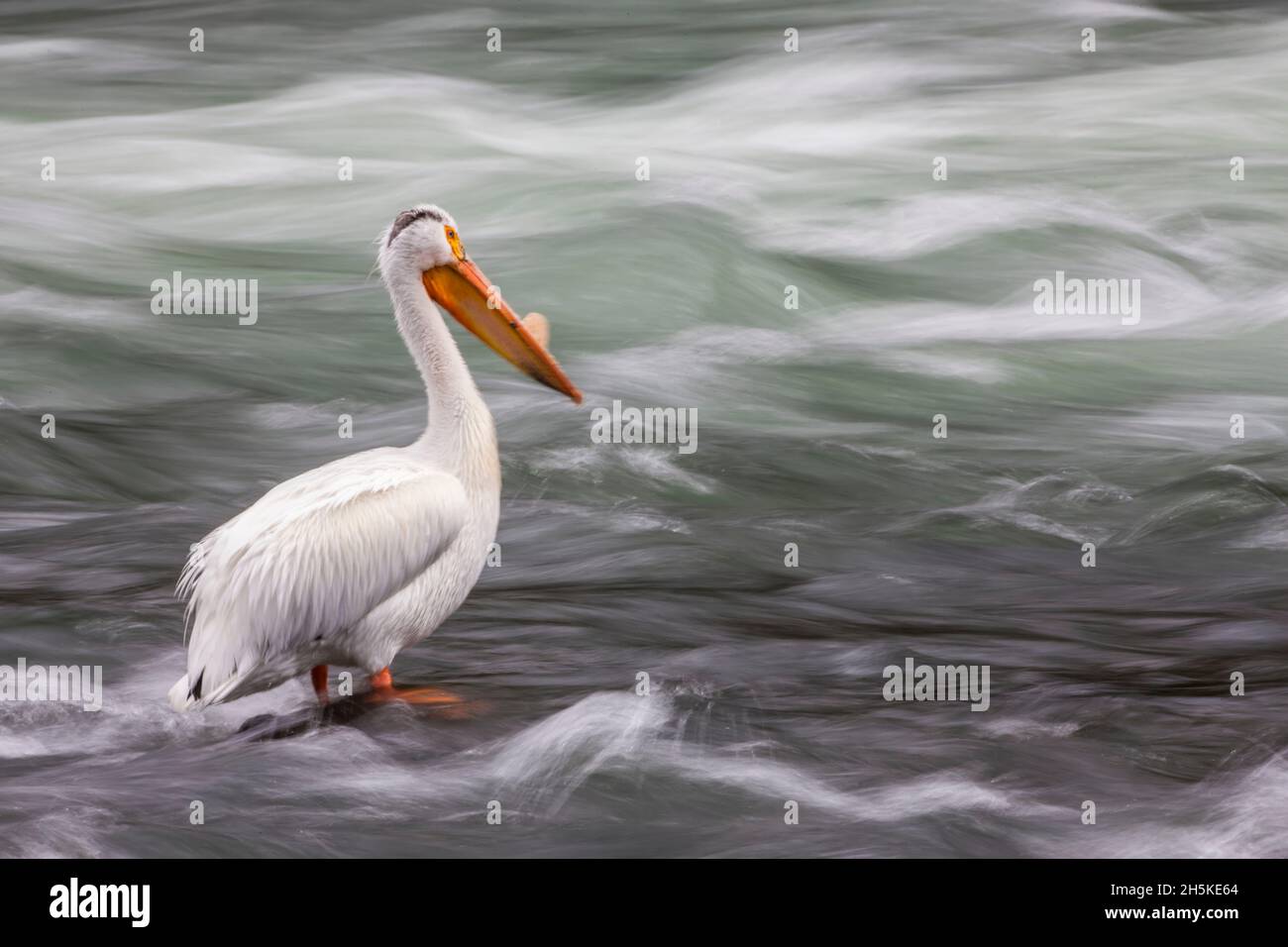 Portrait of an American white pelican (Pelecanus erythrorhynchos) displaying a  bill horn on its beak during breeding season and standing on rocks ... Stock Photo