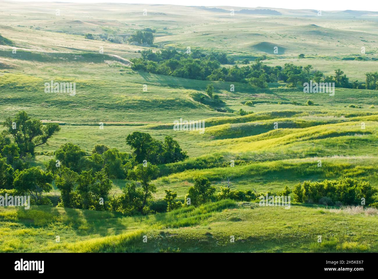 Scenic view of green grassy fields and cottonwood trees (Populus angustifolia) in the prairie on Murphy ranch Stock Photo