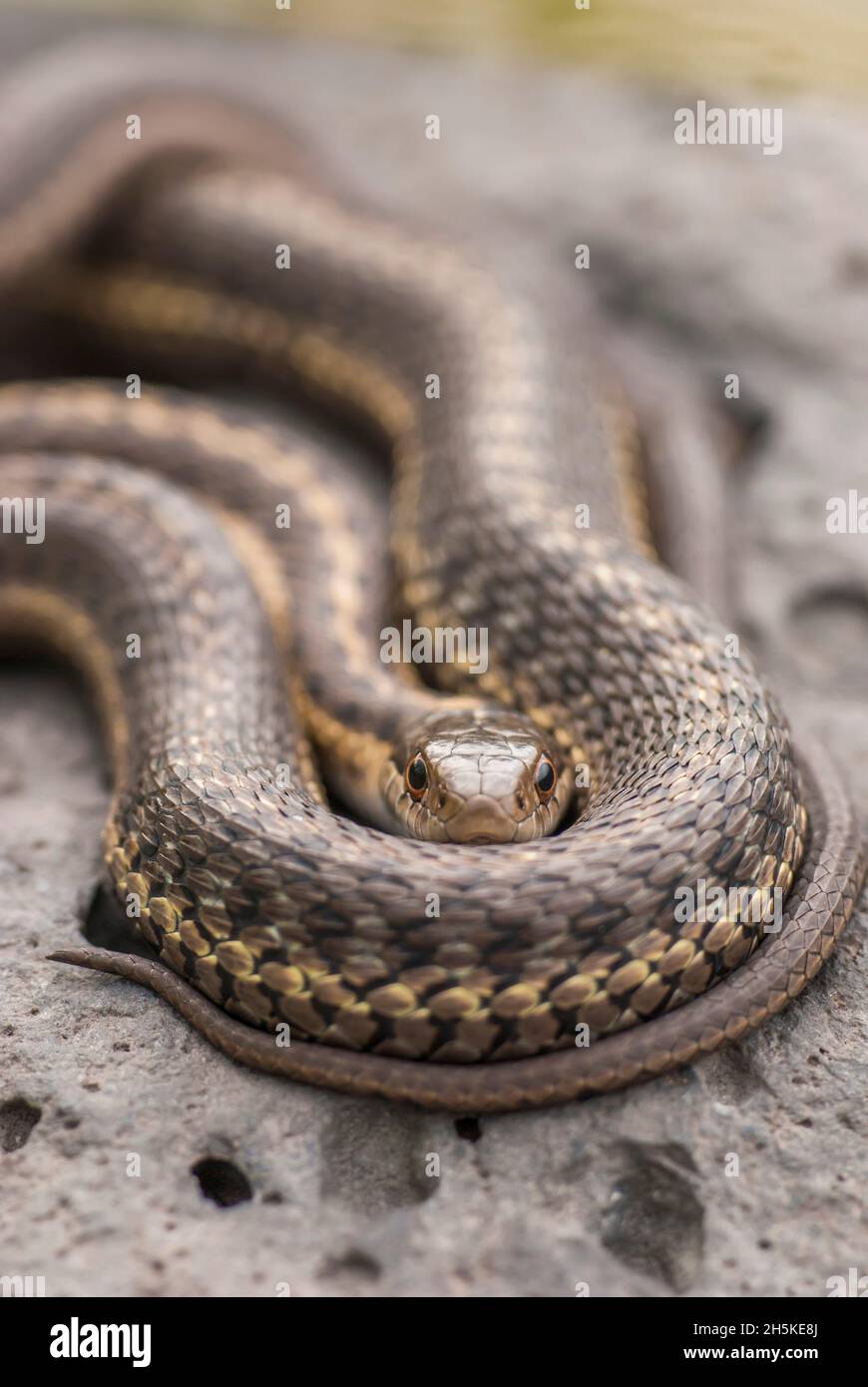 Close-up portrait of a wandering garter snake (Thamnophis elegans); Yellowstone National Park, United States of America Stock Photo