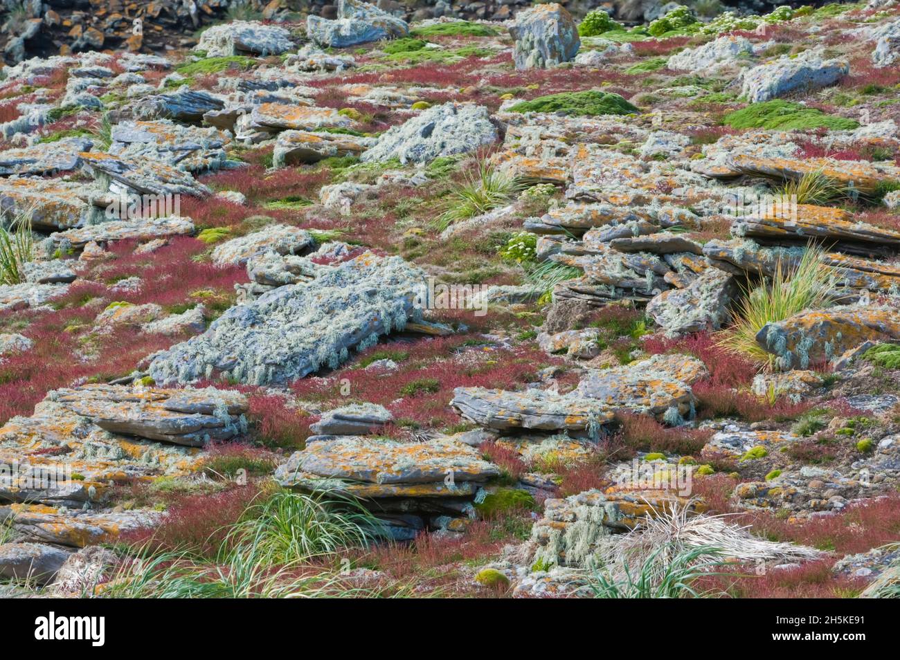 Lichens, fungi and rocks on the coastal fields; Falkland Islands, Antarctica Stock Photo