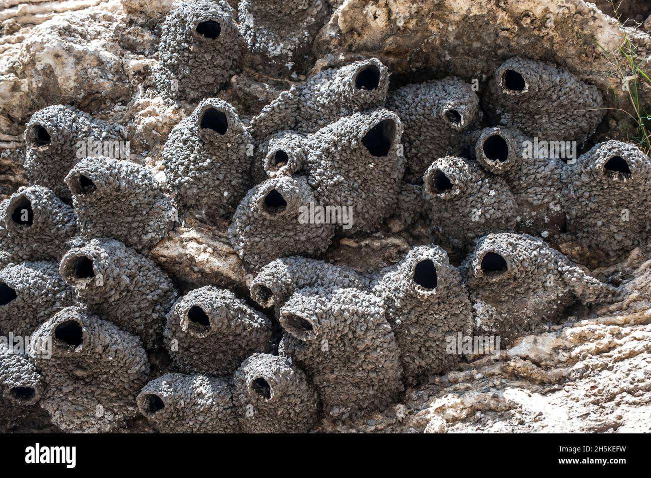 Cliff swallow nests. Stock Photo