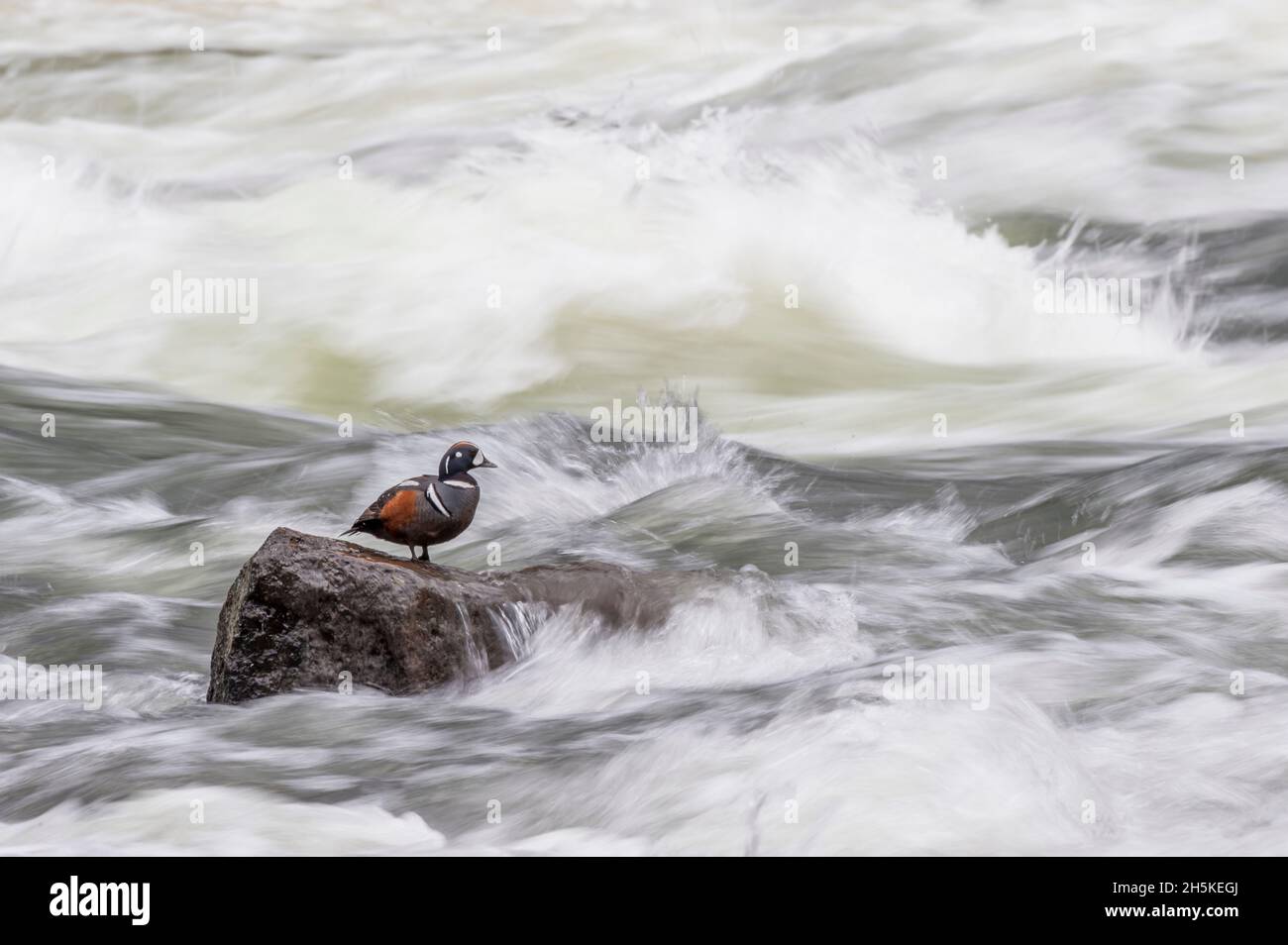 A harlequin duck (Histrionicus histrionicus) perched on a rock surrounded by rushing water; Yellowstone National Park, United States of America Stock Photo