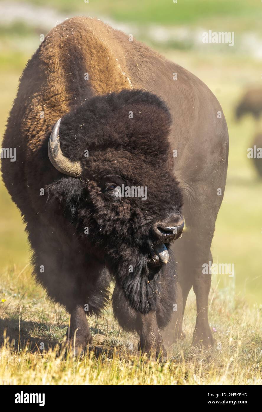 Portrait of a bison (Bison bison) standing in a field with its tongue ...