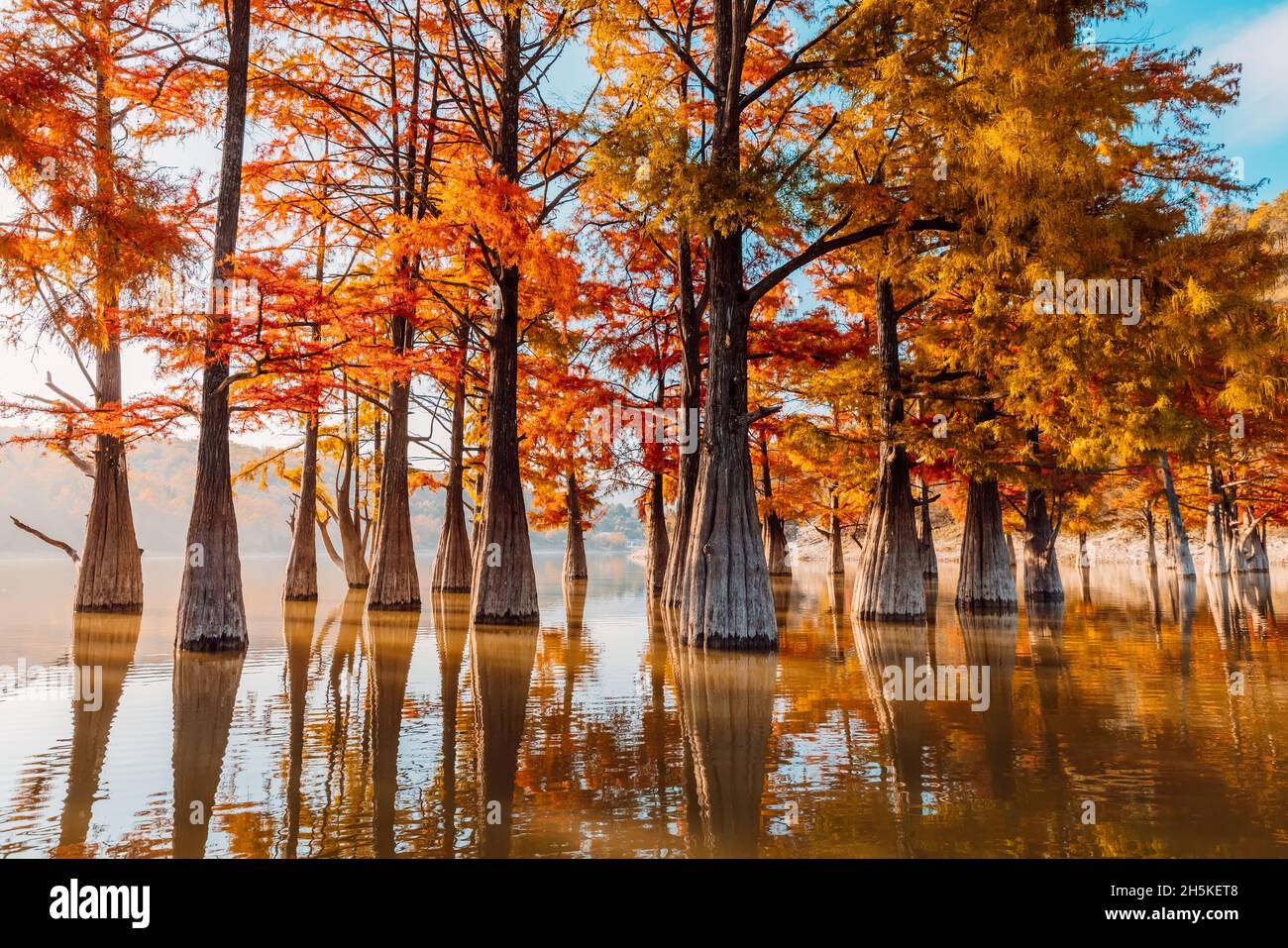 Taxodium with red needles. Autumnal swamp cypresses and lake with reflection. Stock Photo