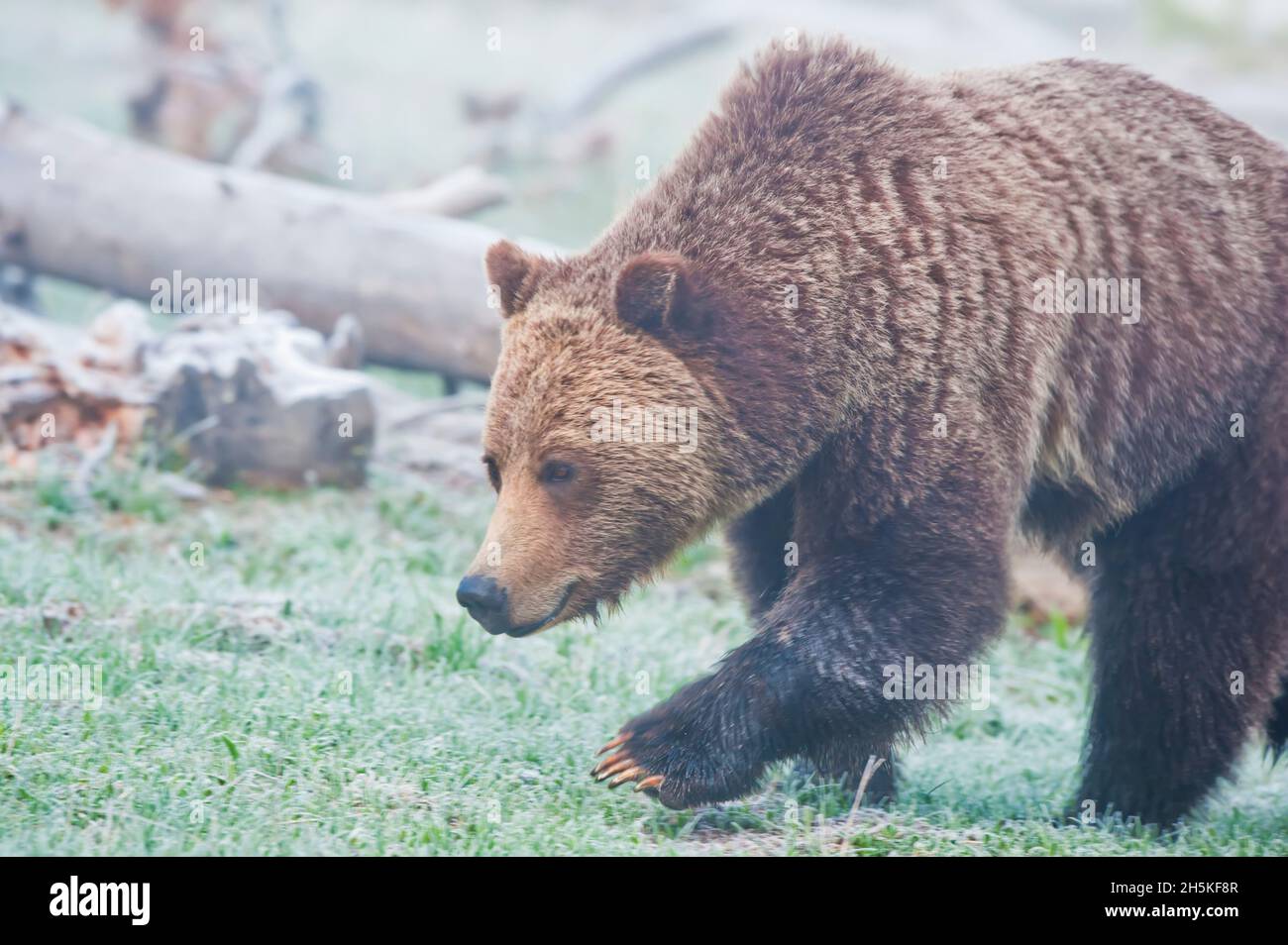 Close-up of a brown bear (Ursus arctos) walking along the grass on a misty day looking for food; Yellowstone National Park, United States of America Stock Photo