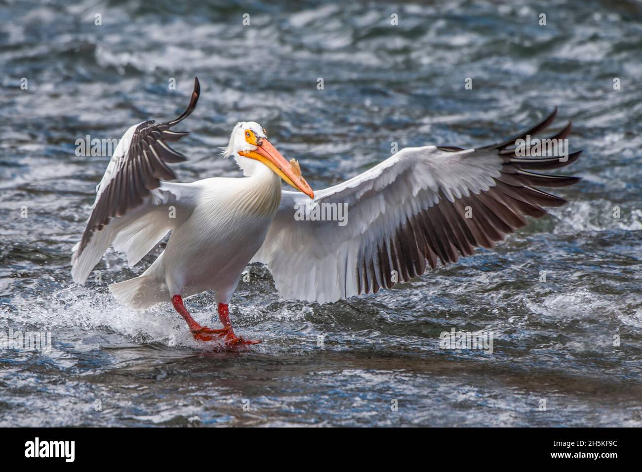 Portrait of an American white pelican (Pelecanus erythrorhynchos) with a bill horn on its beak landing in the river rapids with its wings outstretched Stock Photo