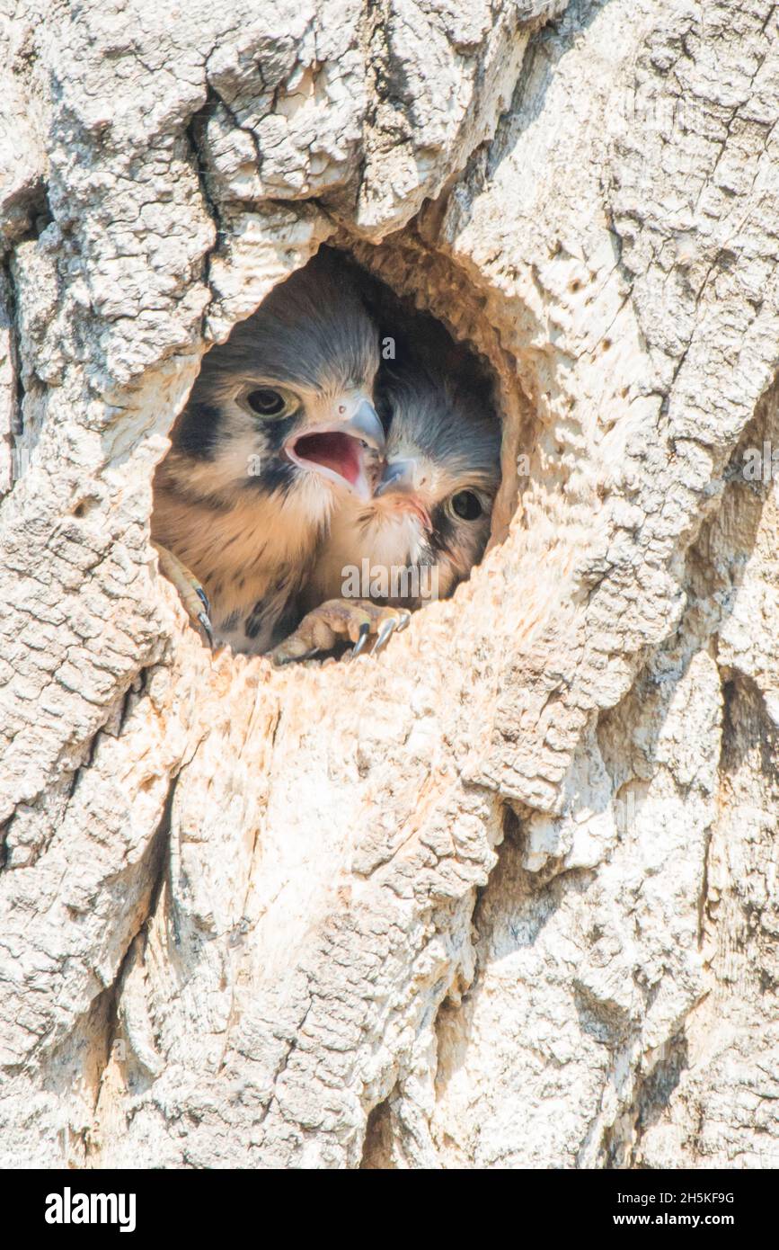 Two American kestrels (Falco sparverius) having a dispute over a prey item,  a mouse, in the high branches of a tall tree in the central valley of CA  Stock Photo - Alamy