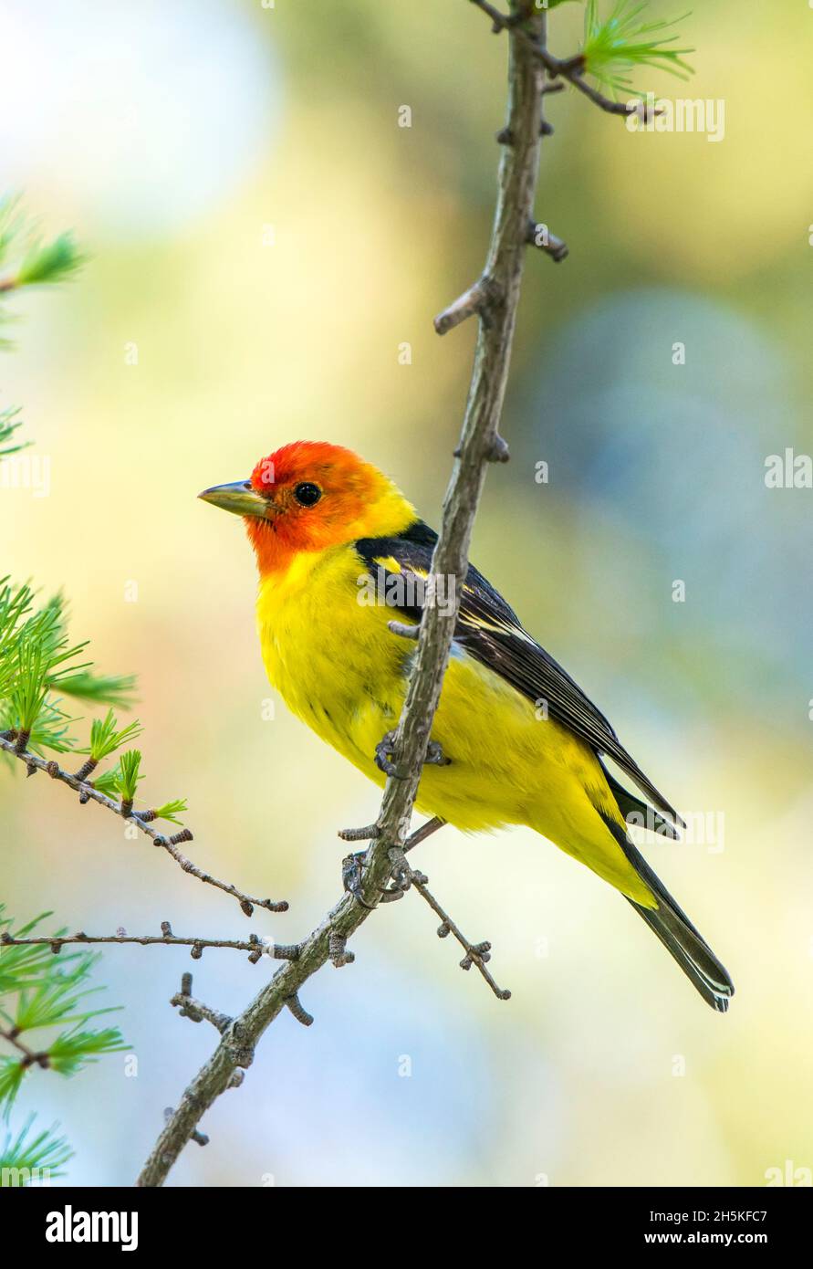 Close-up portrait of a western tanager (Piranga ludoviciana) perched on a twig; Montana, United States of America Stock Photo