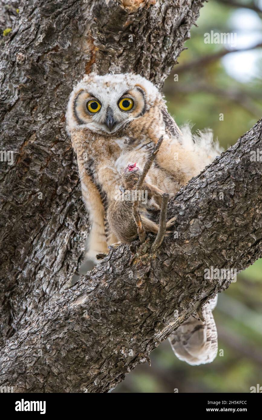 Great horned owl sitting in a Douglas fir tree (Pseudotsuga menziesii) with prey, a uinta ground squirrel (Spermophilus armatus) Stock Photo