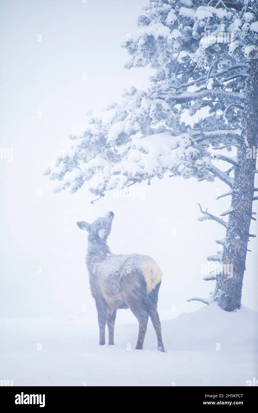 View taken from behind of a young elk calf (Cervus canadensis) standing ...