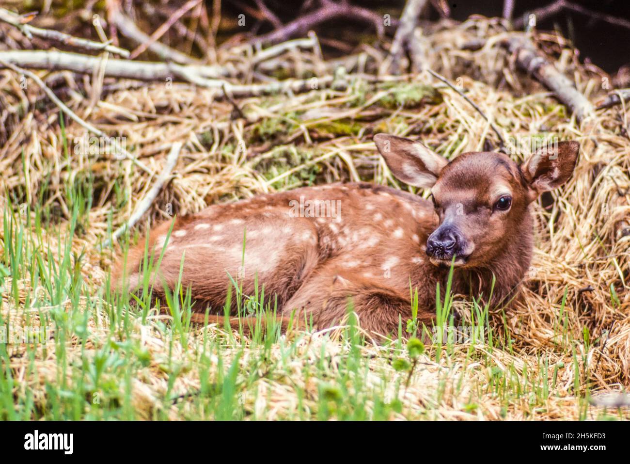 Portrait of an elk calf (Cervus canadensis) lying down on the grass in the forest, looking at camera; Montana, United States of America Stock Photo