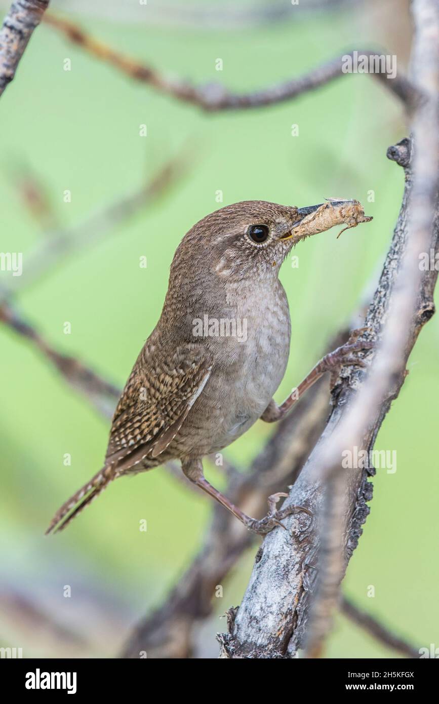 House wren, Troglodytes aedon, perching on the branch of a tree with a grasshopper in its mouth. Stock Photo