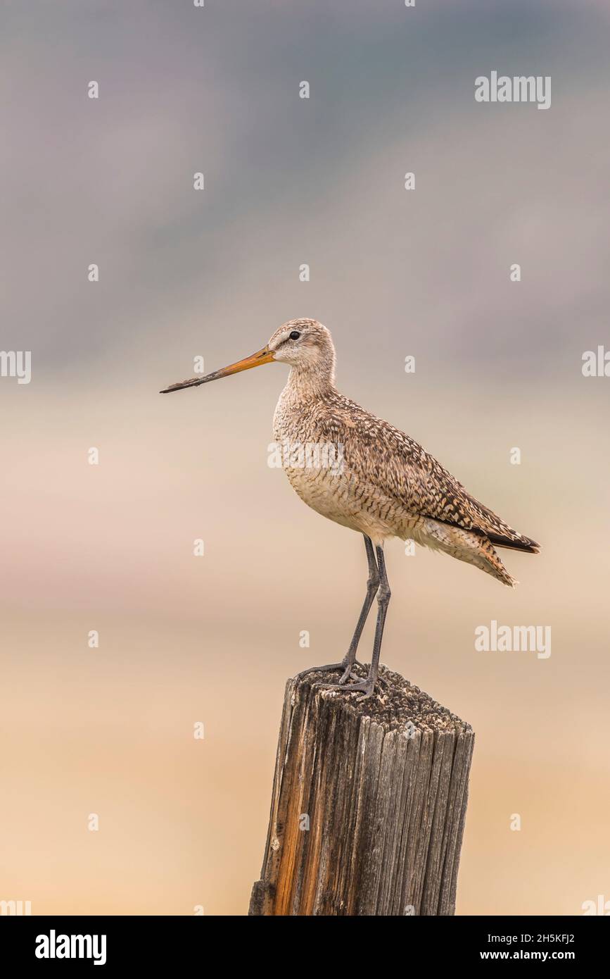 Limosa fedoa hi-res stock photography and images - Alamy
