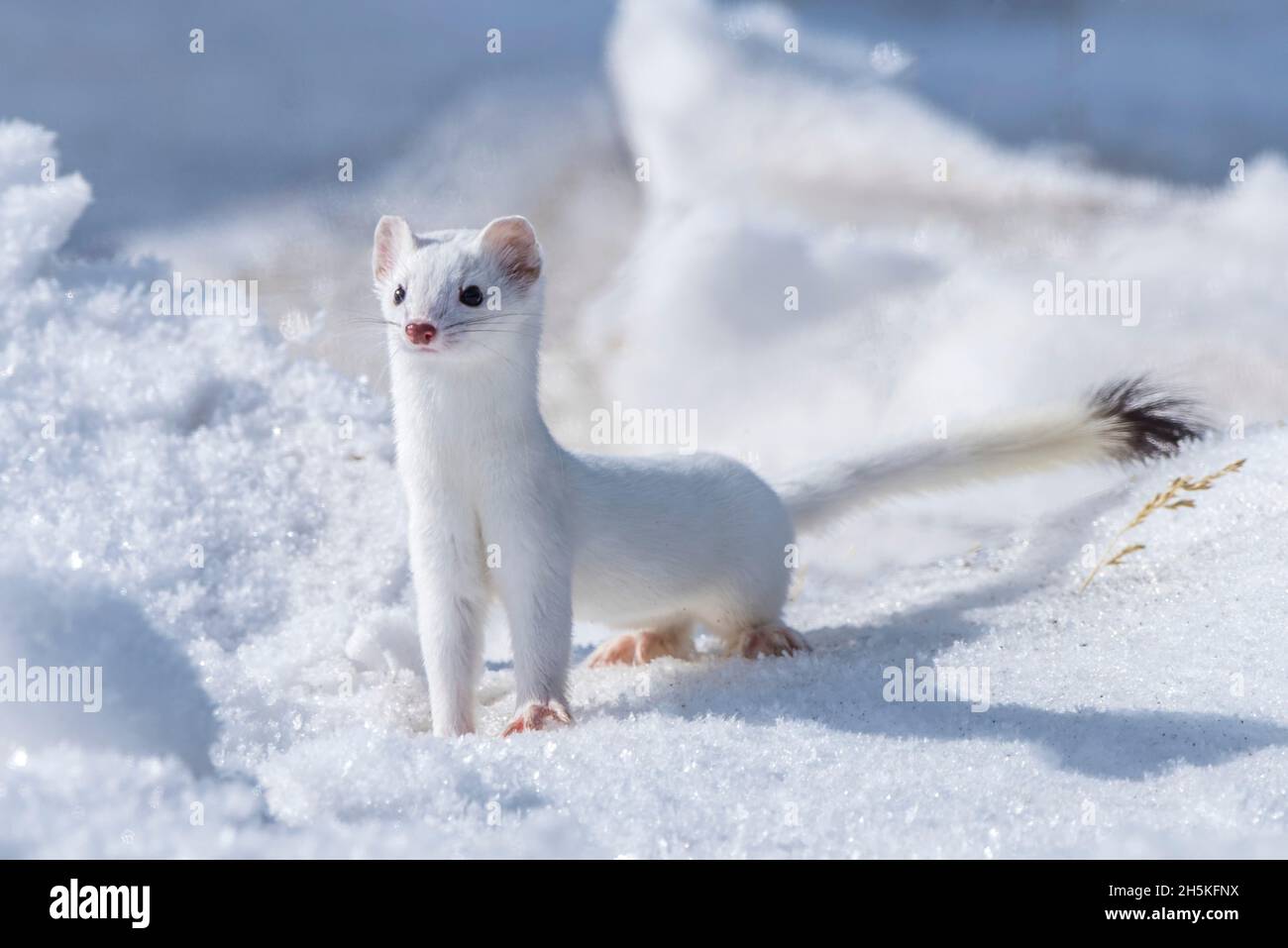 A short-tailed weasel (Mustela erminea) camouflaged in its white winter coat, looking out over the snow; Montana, United States of America Stock Photo
