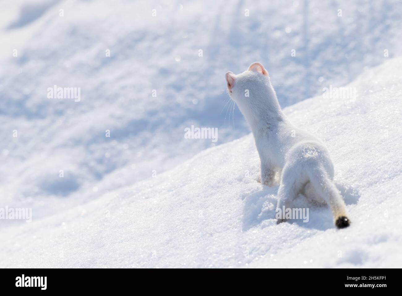 View taken from behind of a short-tailed weasel (Mustela erminea) camouflaged in its white winter coat, looking out over the snow covered landscape Stock Photo