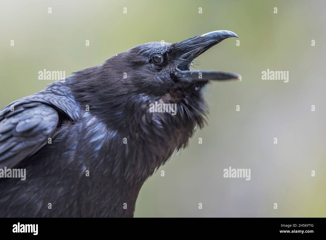 Common raven mouth open hires stock photography and images Alamy