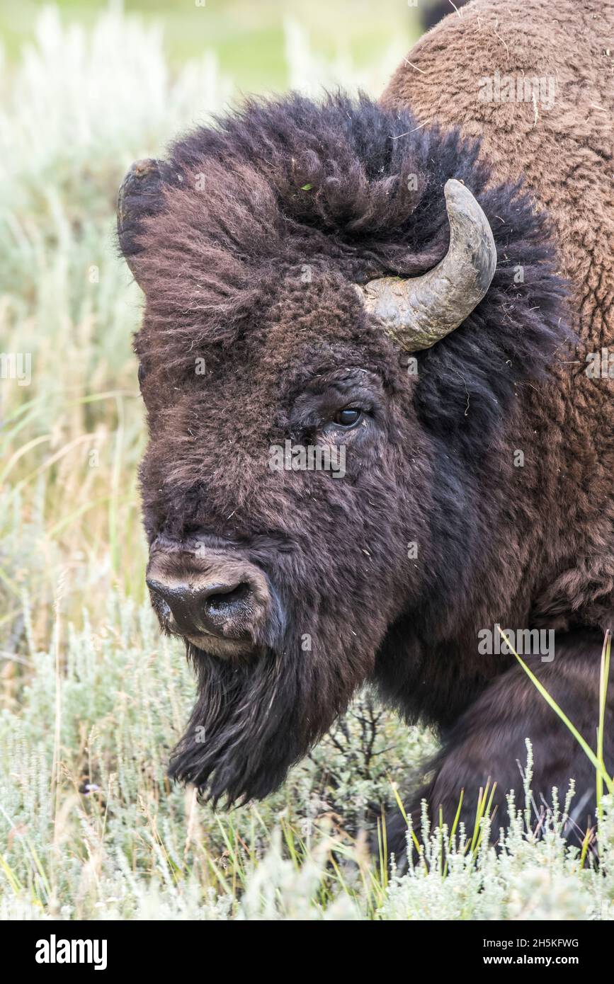 American bison buffalo tourist close hires stock photography and