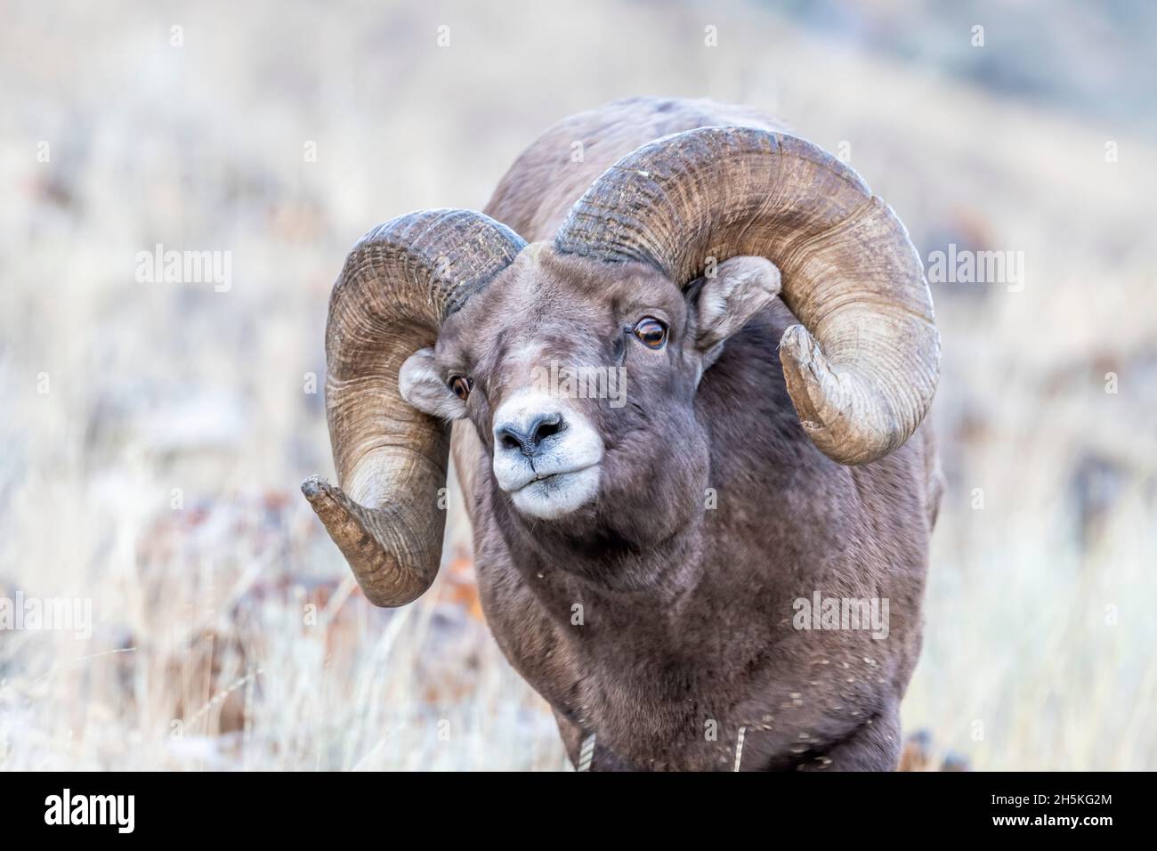 Portrait of a full curl, bighorn sheep ram (Ovis canadensis) looking at camera. Bighorn rams that are at least six years old have horns that spiral... Stock Photo