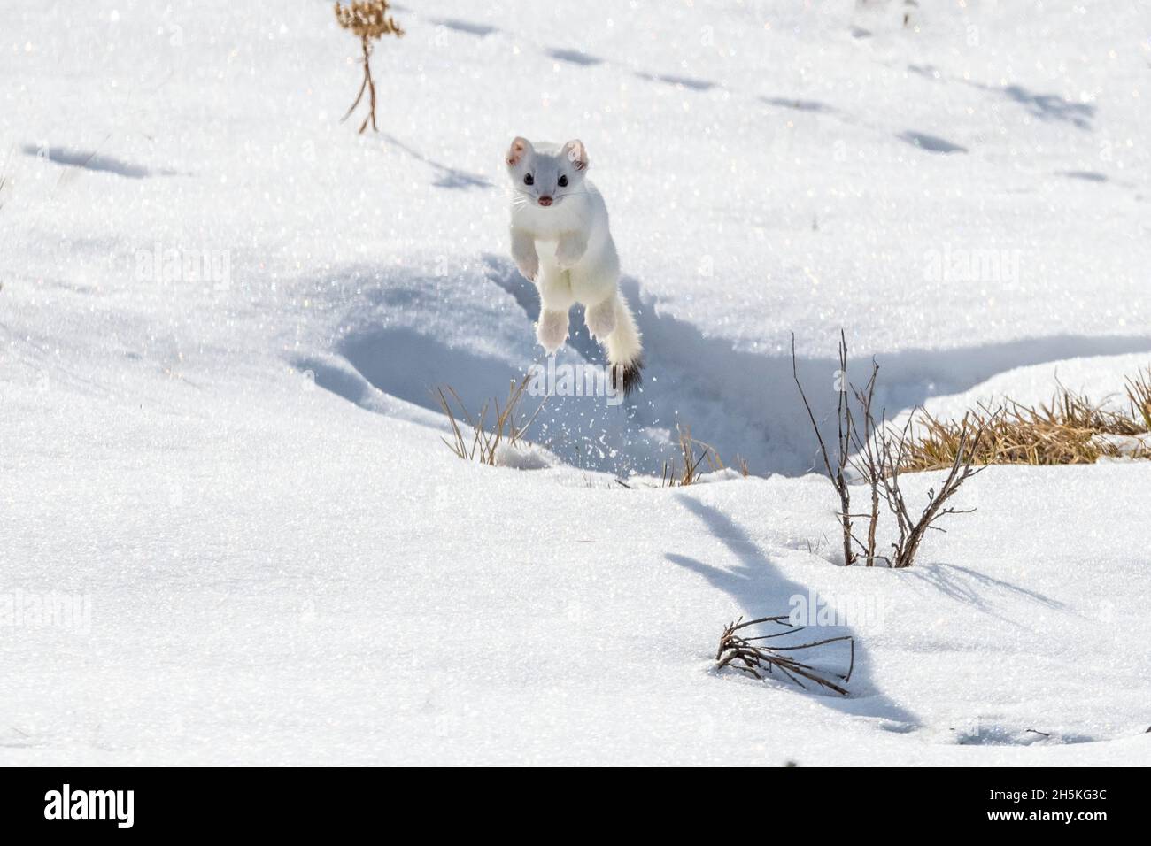 A short-tailed weasel (Mustela erminea) leaping up in the air in the snow looking at camera, camouflaged in its white winter coat Stock Photo