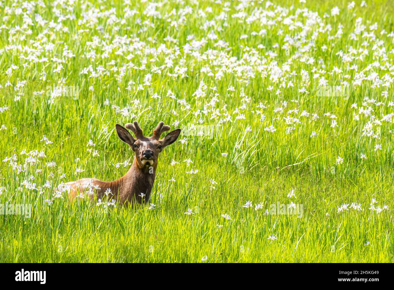Portrait of an elk bull (Cervus canadensis) with velvet covered antlers lying down in a wildflower grass meadow, looking at camera Stock Photo