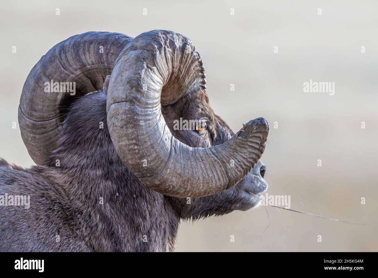 View taken from behind of a portrait of a full curl, bighorn sheep ram (Ovis canadensis) looking out into the distance while feeding on grass. Bigh... Stock Photo