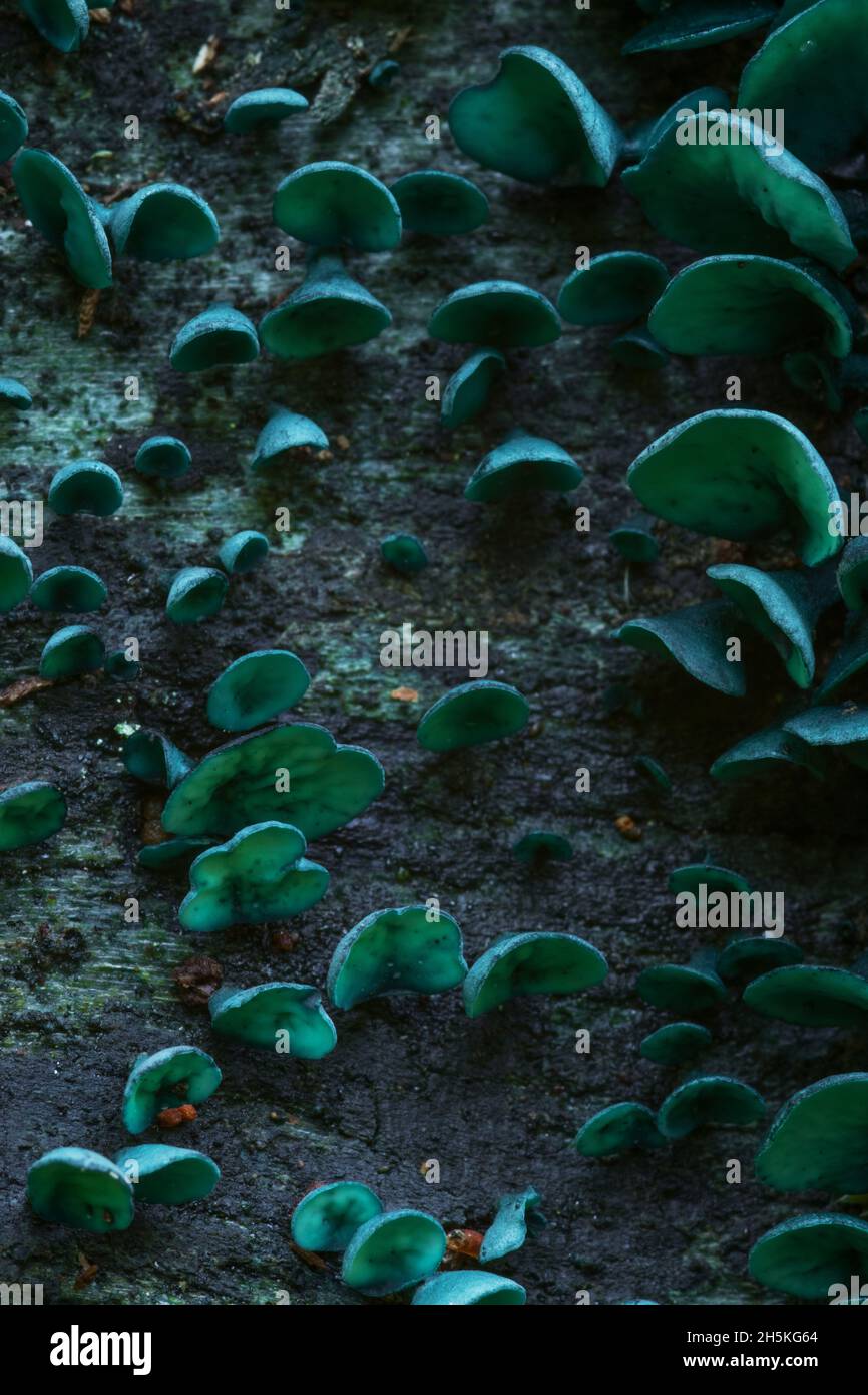 Small Green wood cup, Chlorociboria aeruginascens growing on decaying wood in a boreal forest in Estonia. Stock Photo