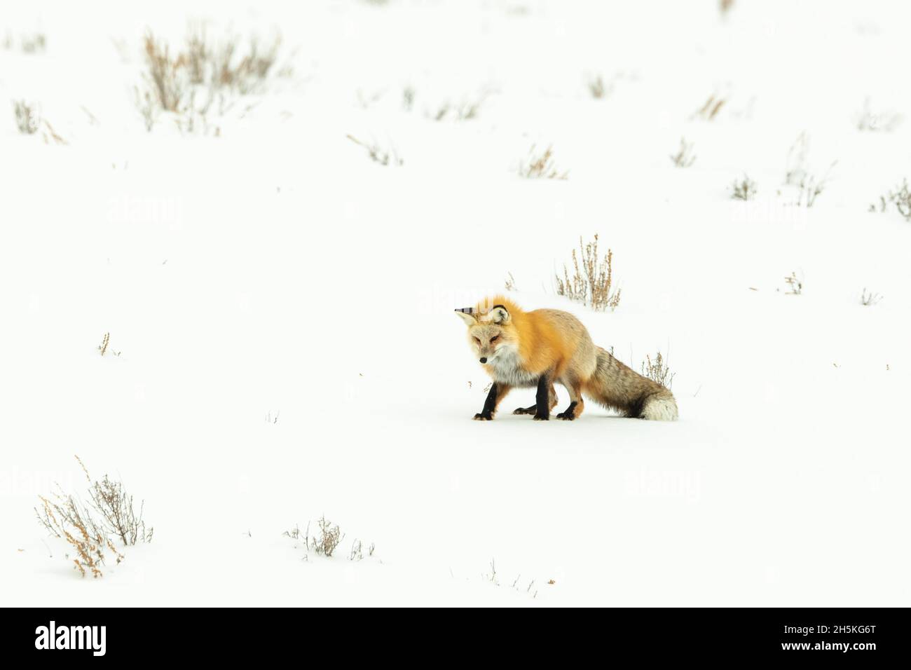 Red fox (Vulpes vulpes) watching and listening to sounds below the snow stalking its prey Stock Photo