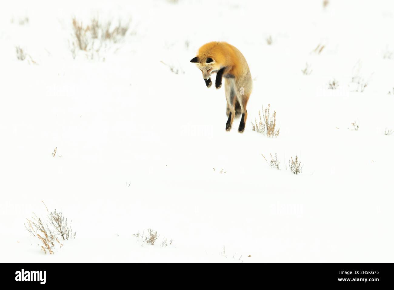 Red fox (Vulpes vulpes) up in the air, diving into a snowbank to catch food; Yellowstone National Park, Wyoming, United States of America Stock Photo