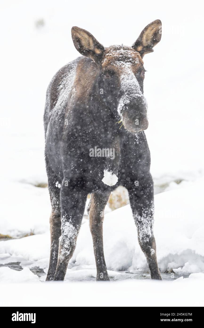 Close-up portrait of a frost covered bull moose (Alces alces) standing in the snow looking at camera Stock Photo