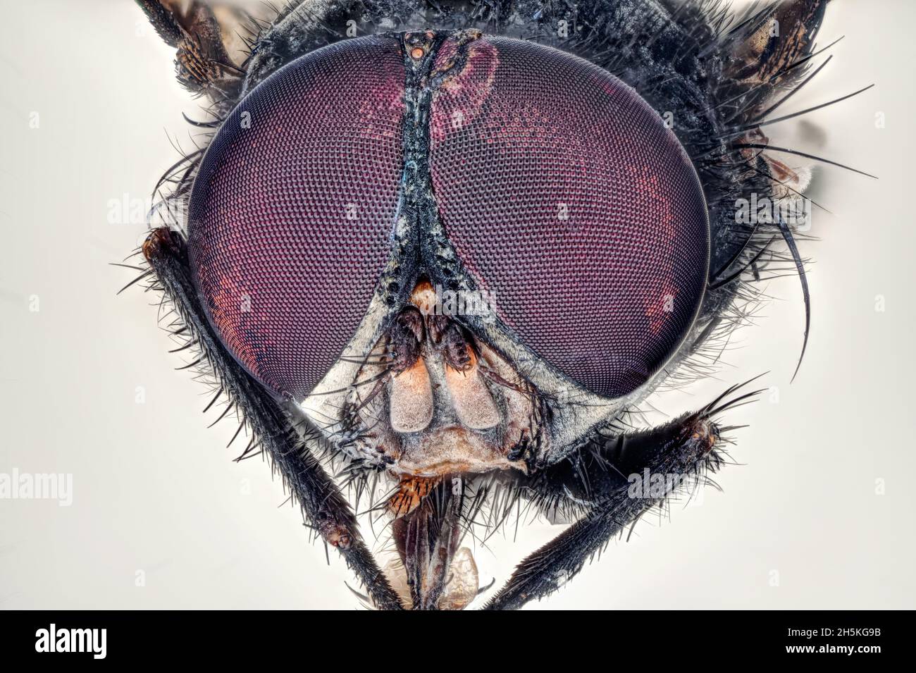 Fly head, 4 X magnification. Chinese plan achromatic 4x, ISO 100
