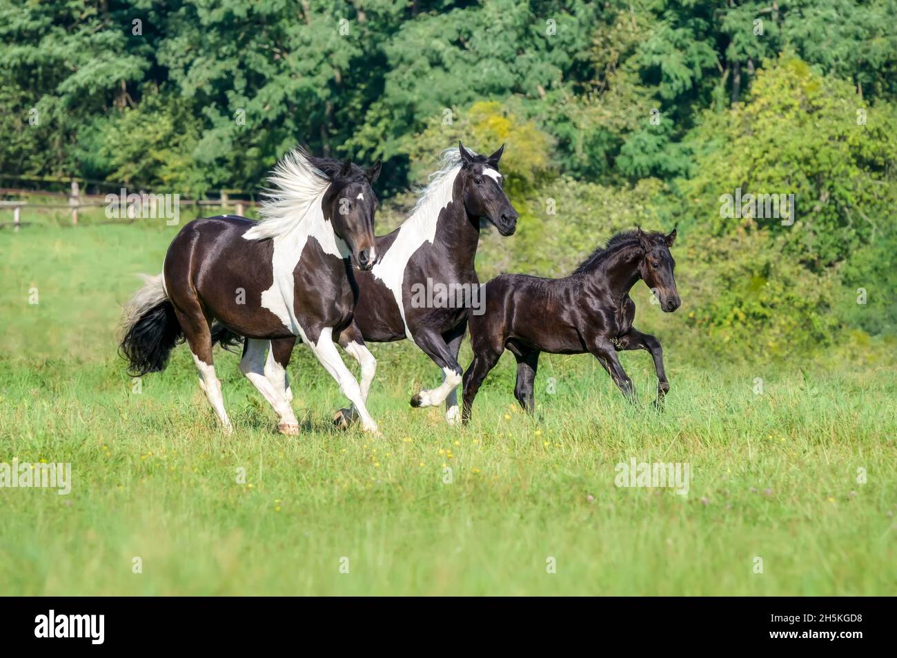 Three horses, warmblood horse baroque type, barock pinto, a cute 3 month old foal, barock black, running together with its dam and 2 years old sister Stock Photo