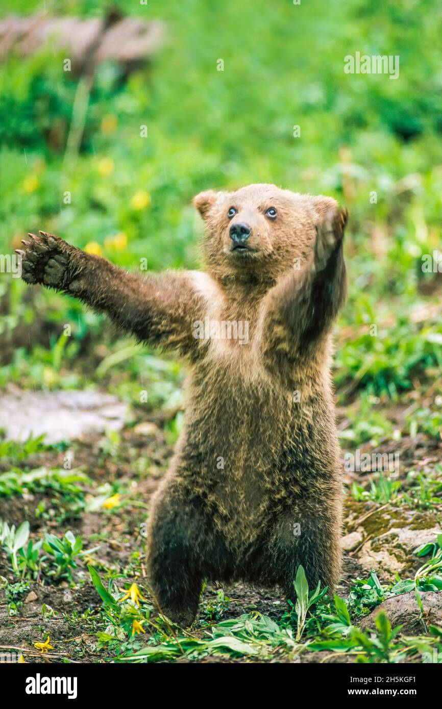 Portrait of a brown bear cub (Ursus arctos) balancing on its hind legs