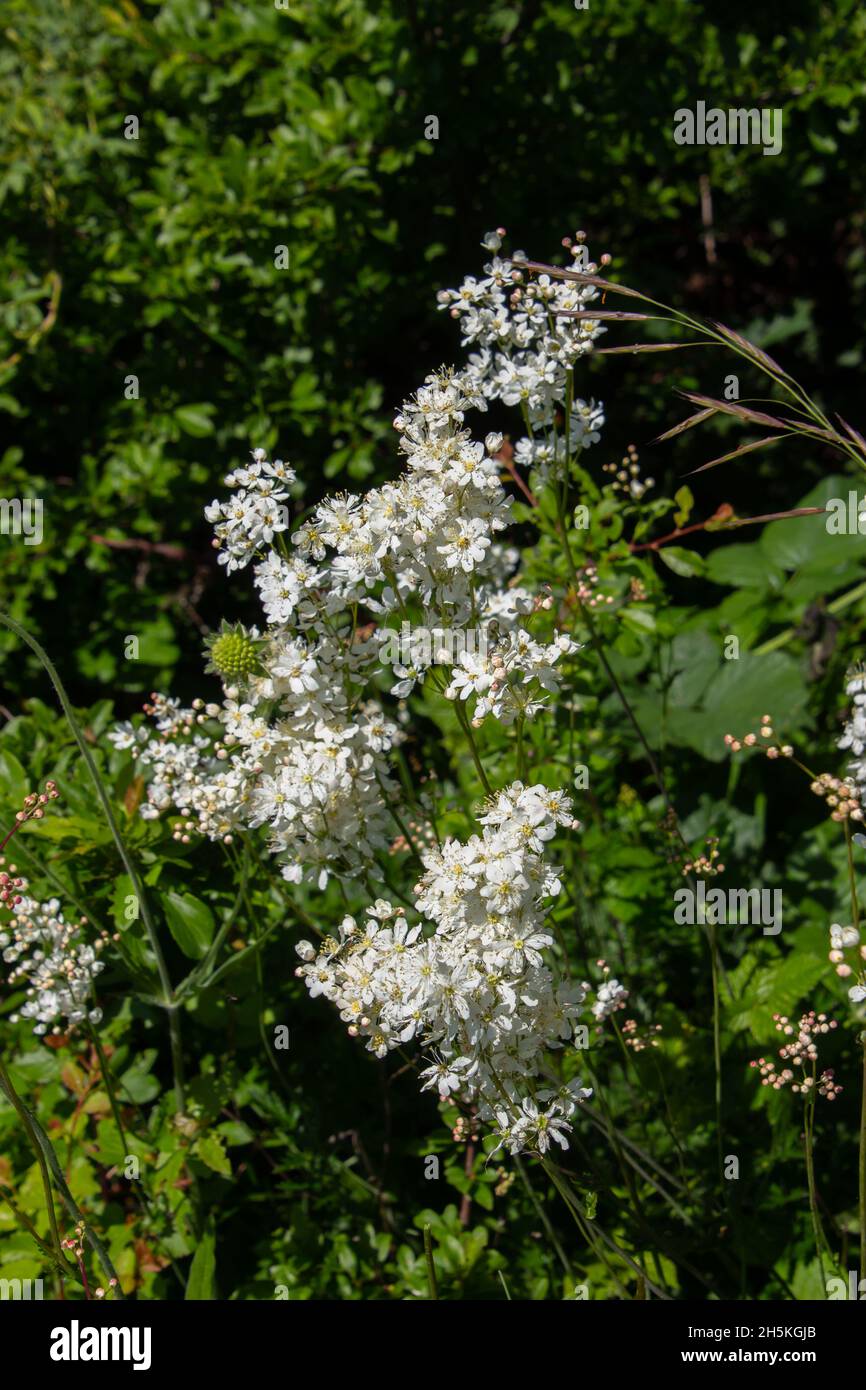 White blossoms of dropwort, also called Filipendula vulgaris or meadowsweet Stock Photo
