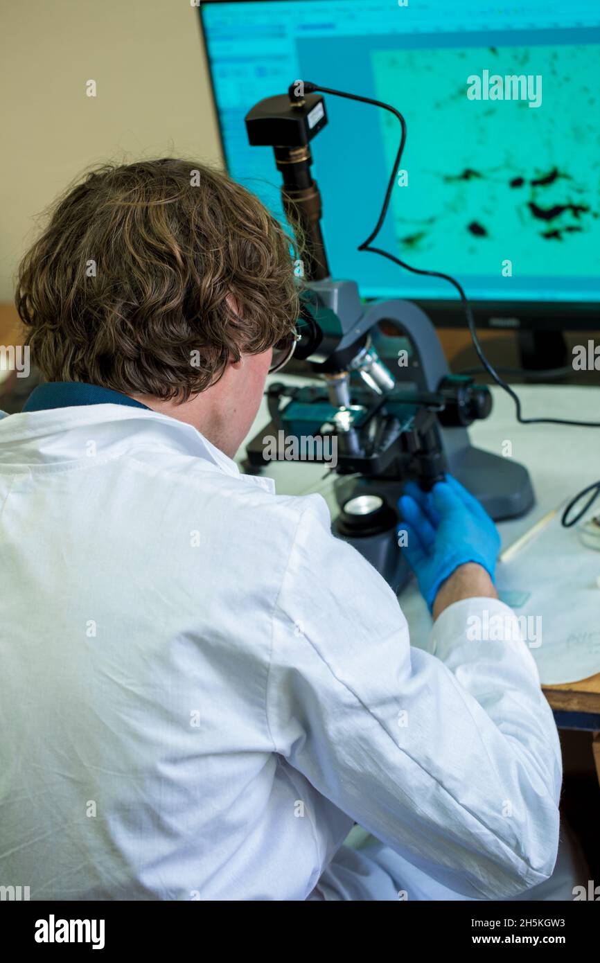 Scientist examines cannabis sativa mold through an electron microscope Stock Photo