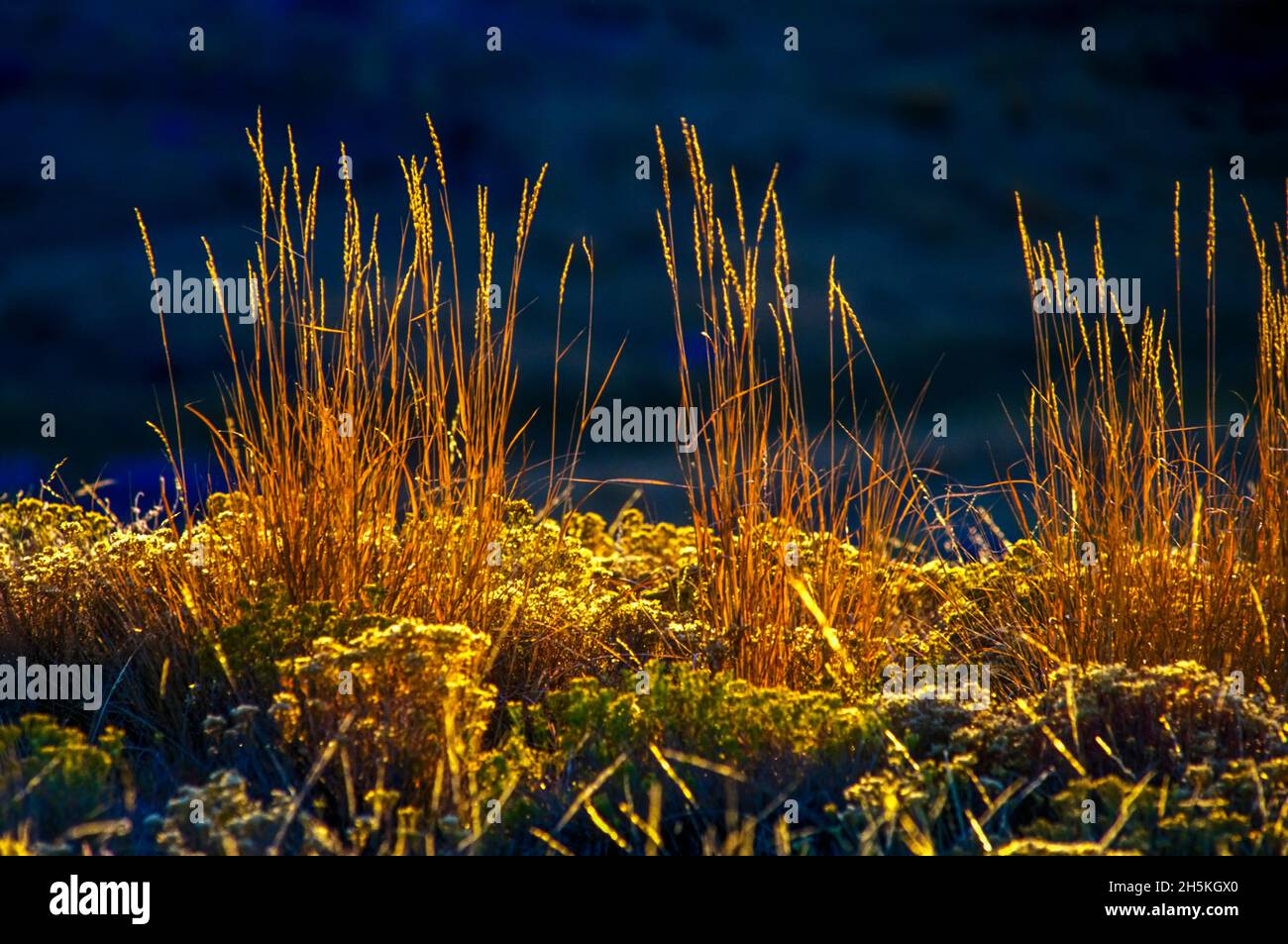 Close-up of clumps of great basin wild rye (Leymus cinereus) and rabbit brush (Ericameria nauseosa) shrubs in the last low sweep of light before su... Stock Photo