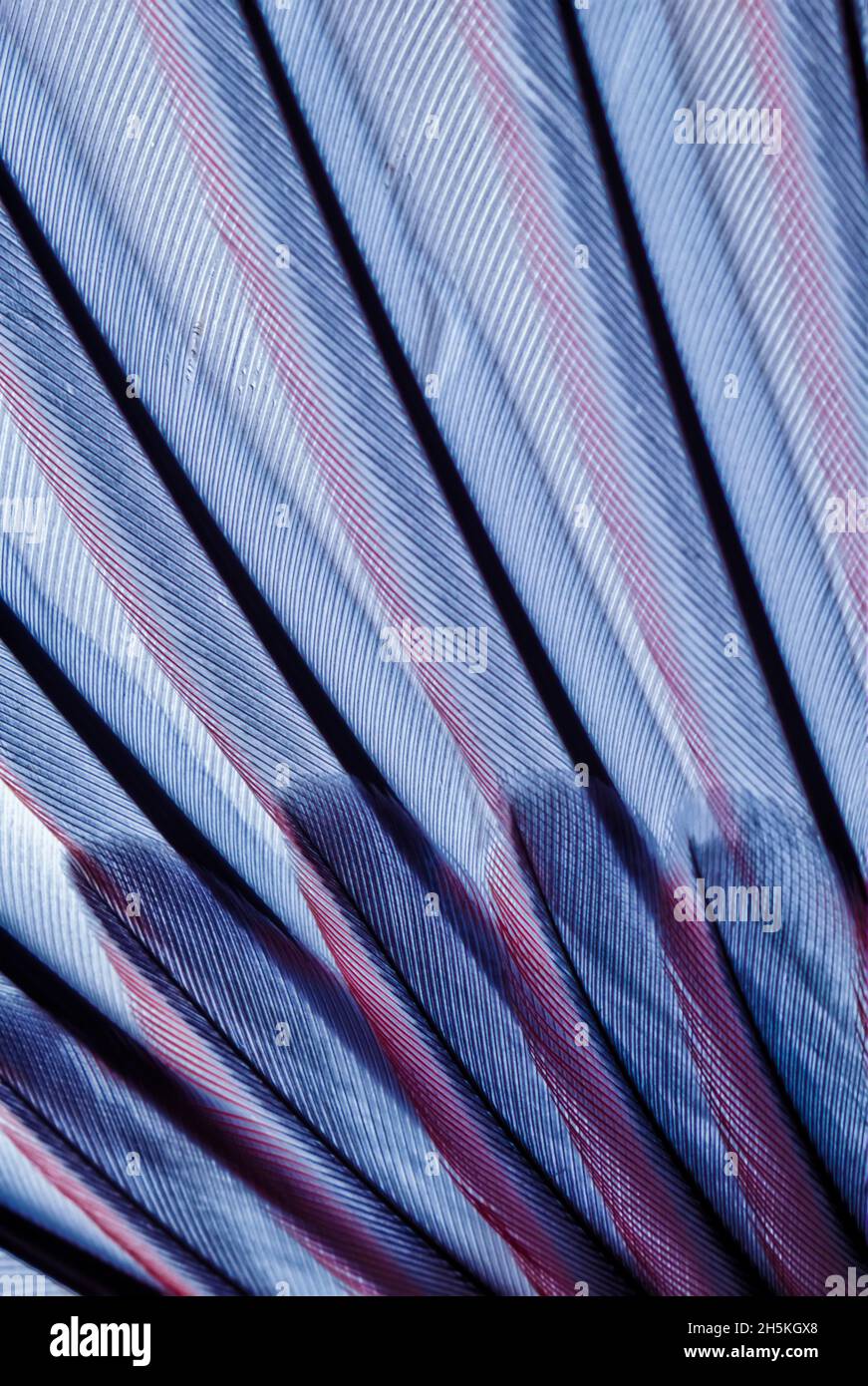 Detail of the primary wing feathers and coverts of a black-chinned sparrow (Spizella atrogularis). The main stem of each feather is called a rachis... Stock Photo