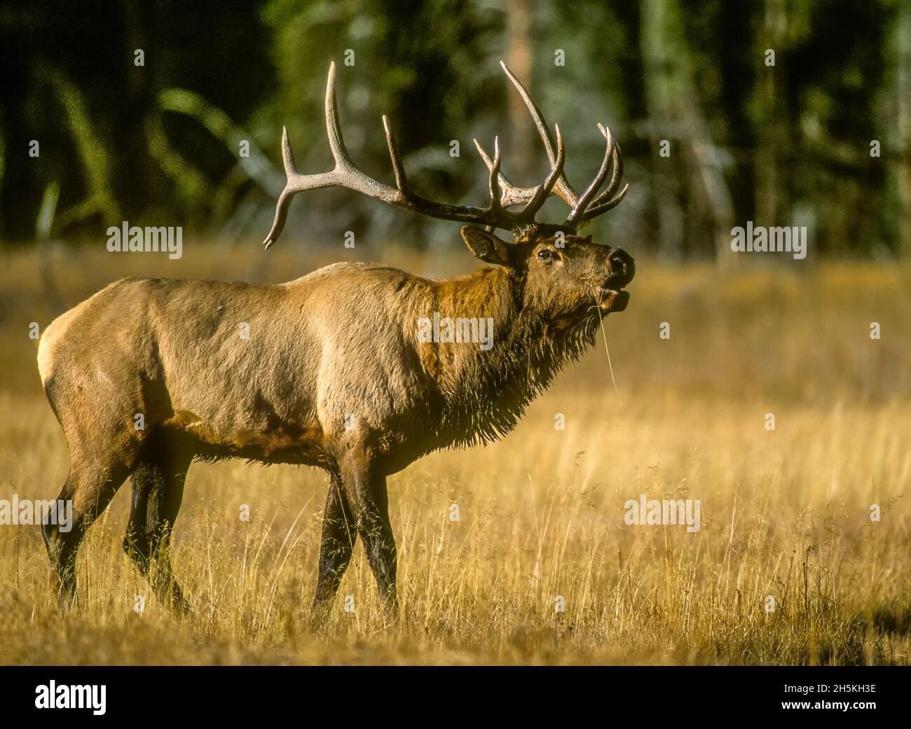 Close-up of a bull elk (Cervus canadensis) bugling, calling with a high-pitched sound during rut, mating season in September. Bugling is a challeng... Stock Photo