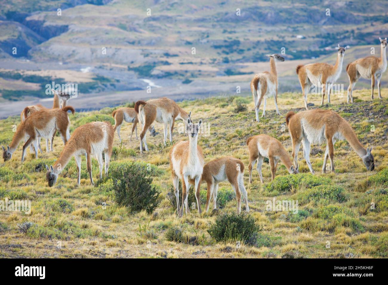 Guanaco (Lama Guanicoe) in Torres del Paine National Park; Patagonia, Chile Stock Photo