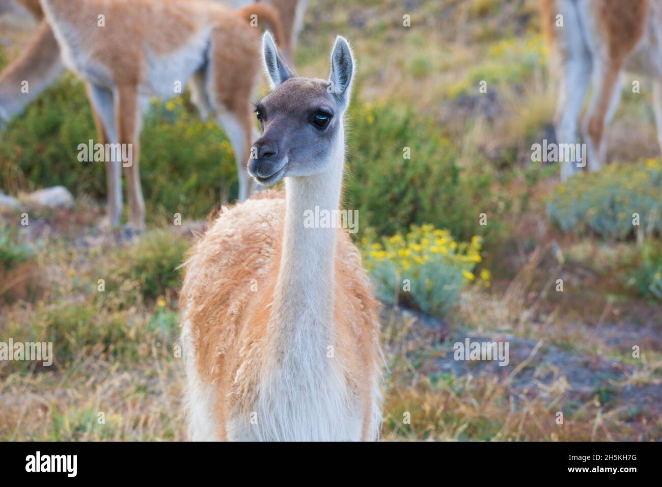 Guanaco (Lama Guanicoe) in Torres del Paine National Park; Patagonia, Chile Stock Photo