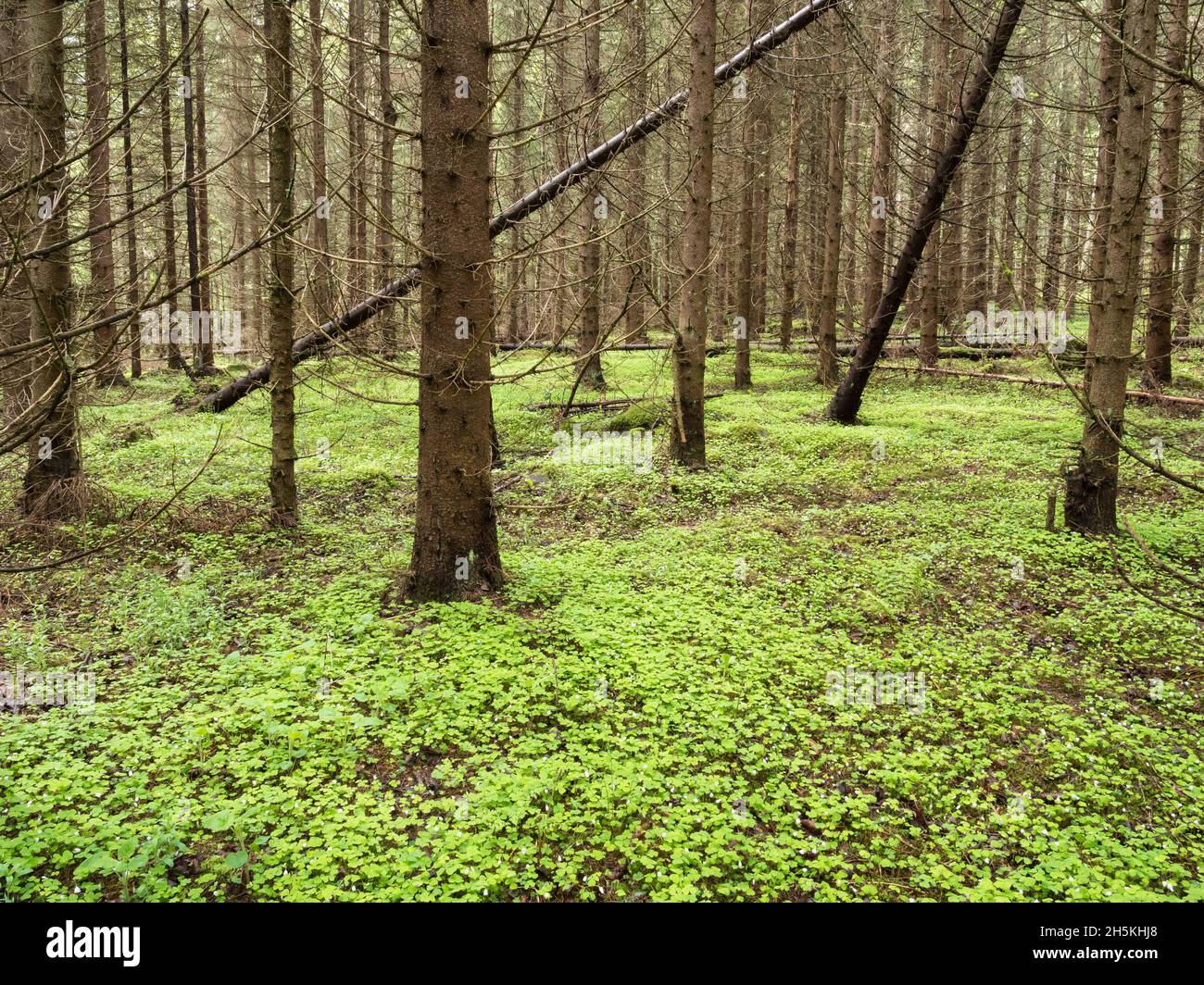 Herb-rich coniferous forest ground covered by wood sorrel Stock Photo