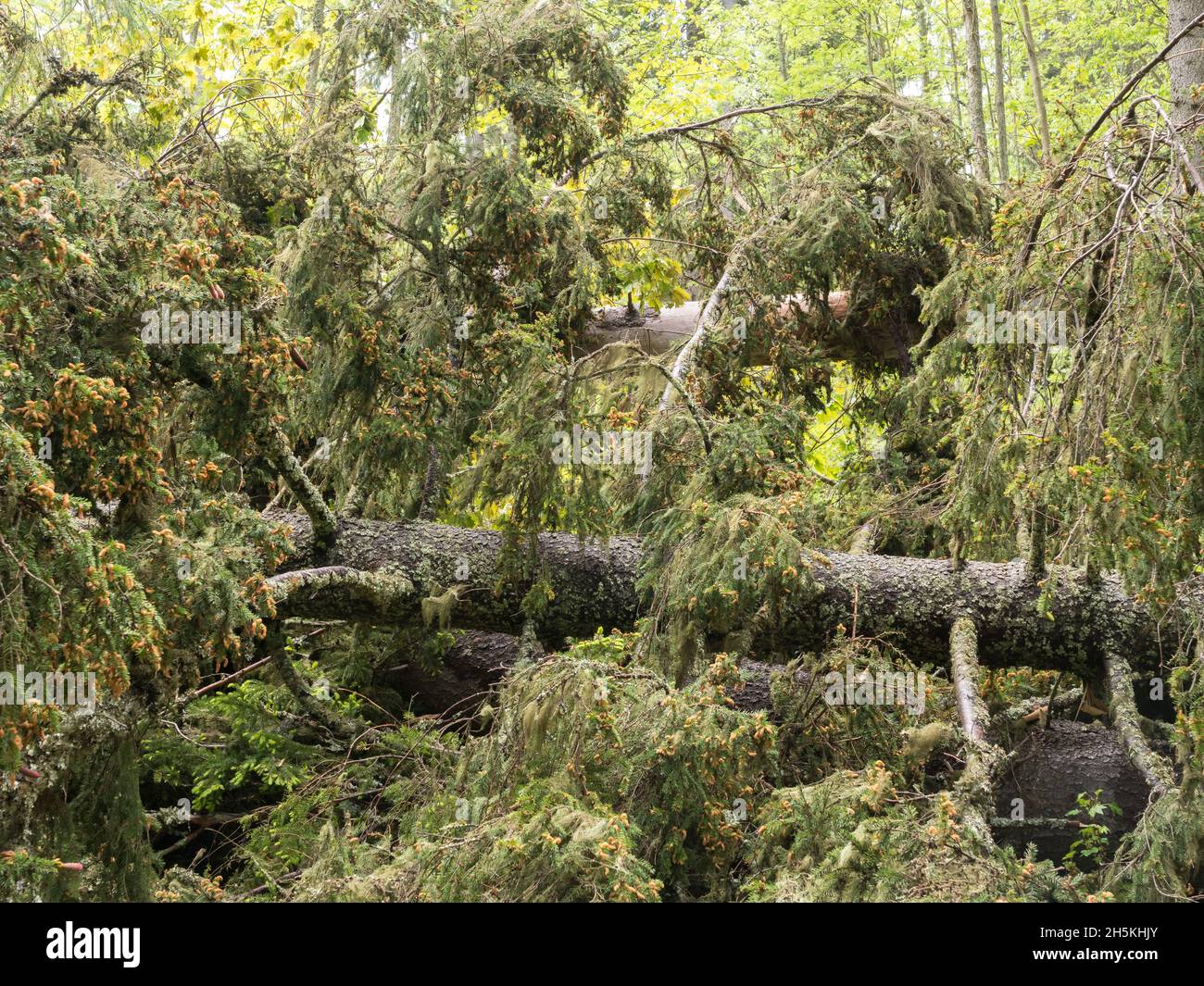 Fallen spruces in forest after storm Stock Photo