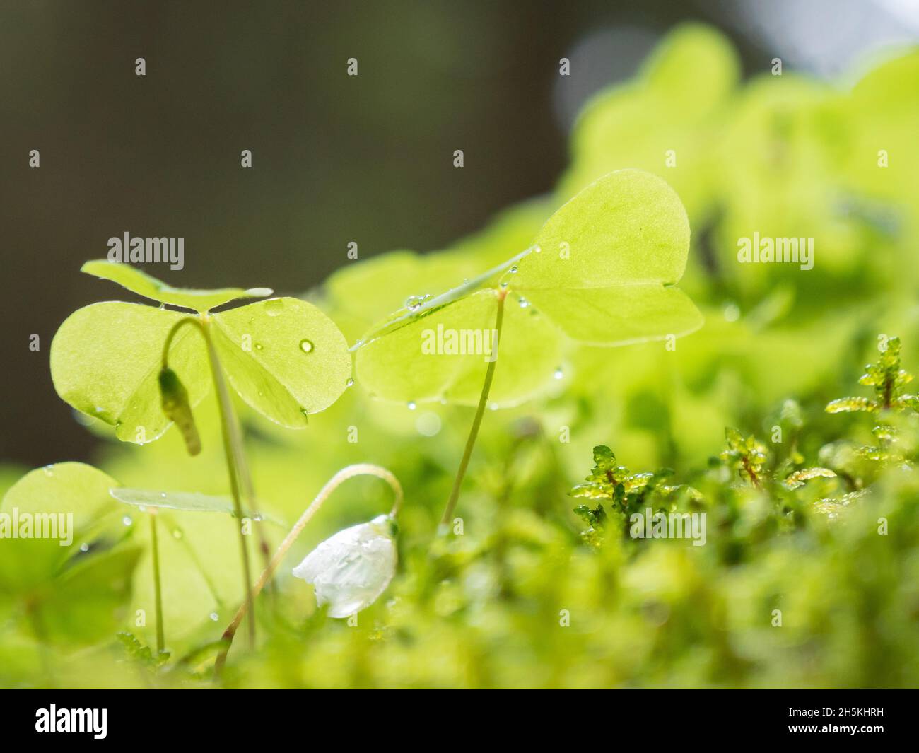Water drops on wood sorrel leaves in forest Stock Photo